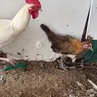 دجاج بياض وفروخ عمر ثلاث شهور