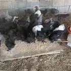 دجاج براهما