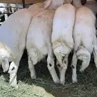 يوجد اضاحي للحجز بلدي