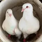 مطلوب حمام فرنسي زغليل او امهات وارانب ذبح