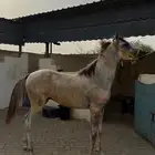 مهر شعبي