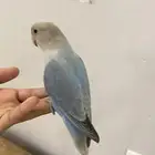 للبيع روز اليف