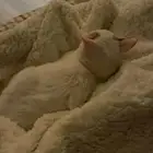 قطوه