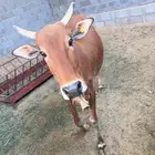بقره