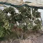 شجر تين للبيع