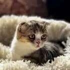 قطه انثى سكوتش فولد