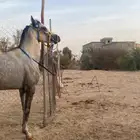 حصان شعبي
