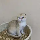 (( عررض )) للبيع كيتن ذكر سكوتش دبل فولد _ الخرج