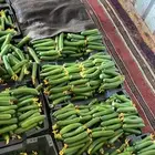 صناديق خيار ( زراعة مائية ) بسعر مغري