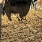 معزا عوارض فاخره صنف الصنف