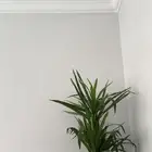 مطلوب شقة غرفتين وصالة