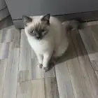 قطة قطوة بسة