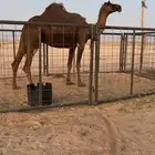 لقحه مجهم