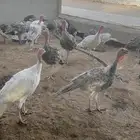 رومي كبار وصغار