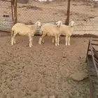 رخال حريه ( تمم البيع )