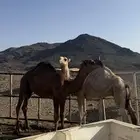 قعدان للبيع