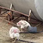 دجاج لاحم الوزن تقريبا 3 كيلو