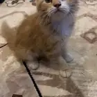 قطه للبيع 150