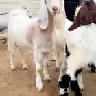 تيوس بلدي
