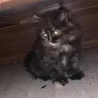 انثى عمرها شهرين وسليمه 100 100
