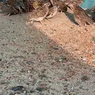 للبيع سمان بري الجوز 15