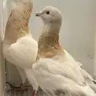 حمام سوري للبيع