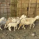 ( تم البيع)ضان حريات بعيالها