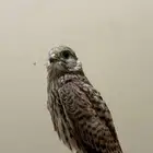 طير شبوط