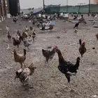 دجاج بلدي اعمار ثلاثه شهور