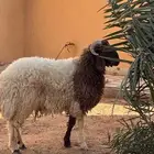 خروف