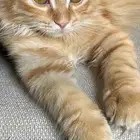قط شيرازي صغير