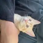 قطة لتبني