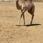 قعود
