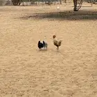 للبيع دجاج بلدي