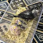 فروخ كروان