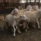 طليان طلي حريه وسط وجبر للمناسبات والثلاجه