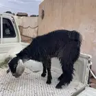 عرس للبيع