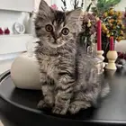 للتبني قطة كيوت عمرها 4 شهور