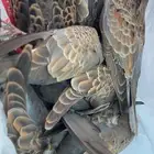 قمري نزل وسمان