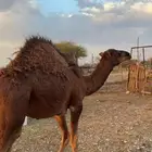 قعود على الحليب
