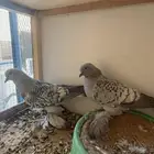حمام ايس تركي