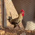 دجاج بلدي