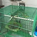 كناري