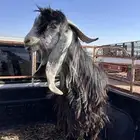 للبيع تيس معرف