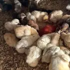 صوص بلدي ( عمر اسبوعين )