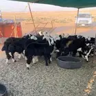 بهم نجد