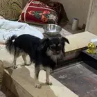 حيوان اليف