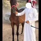 مهر شعبي