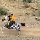 حصان شعبي شيخ