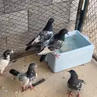 باكستاني تيدي